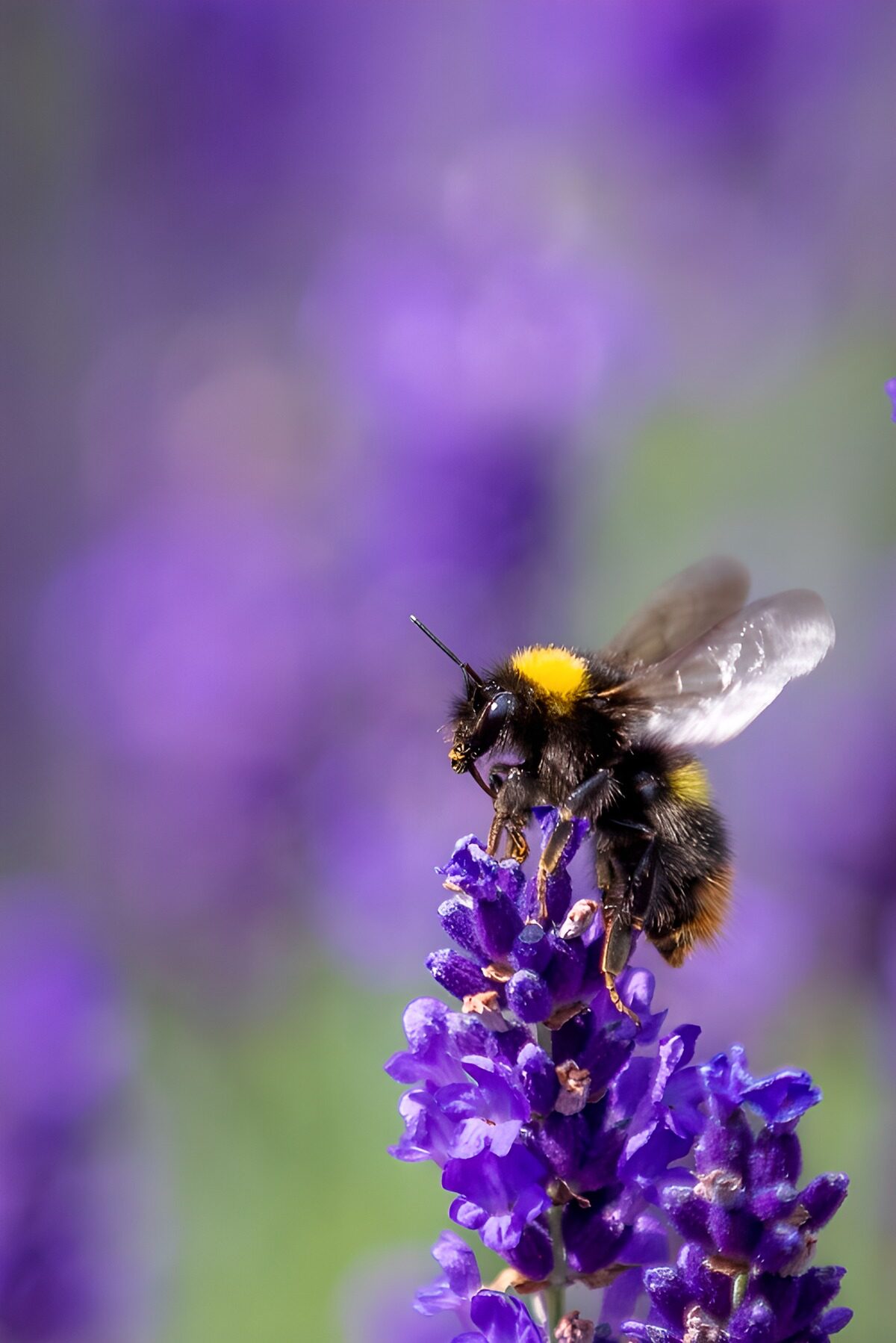 Hommel in een zee van paars
