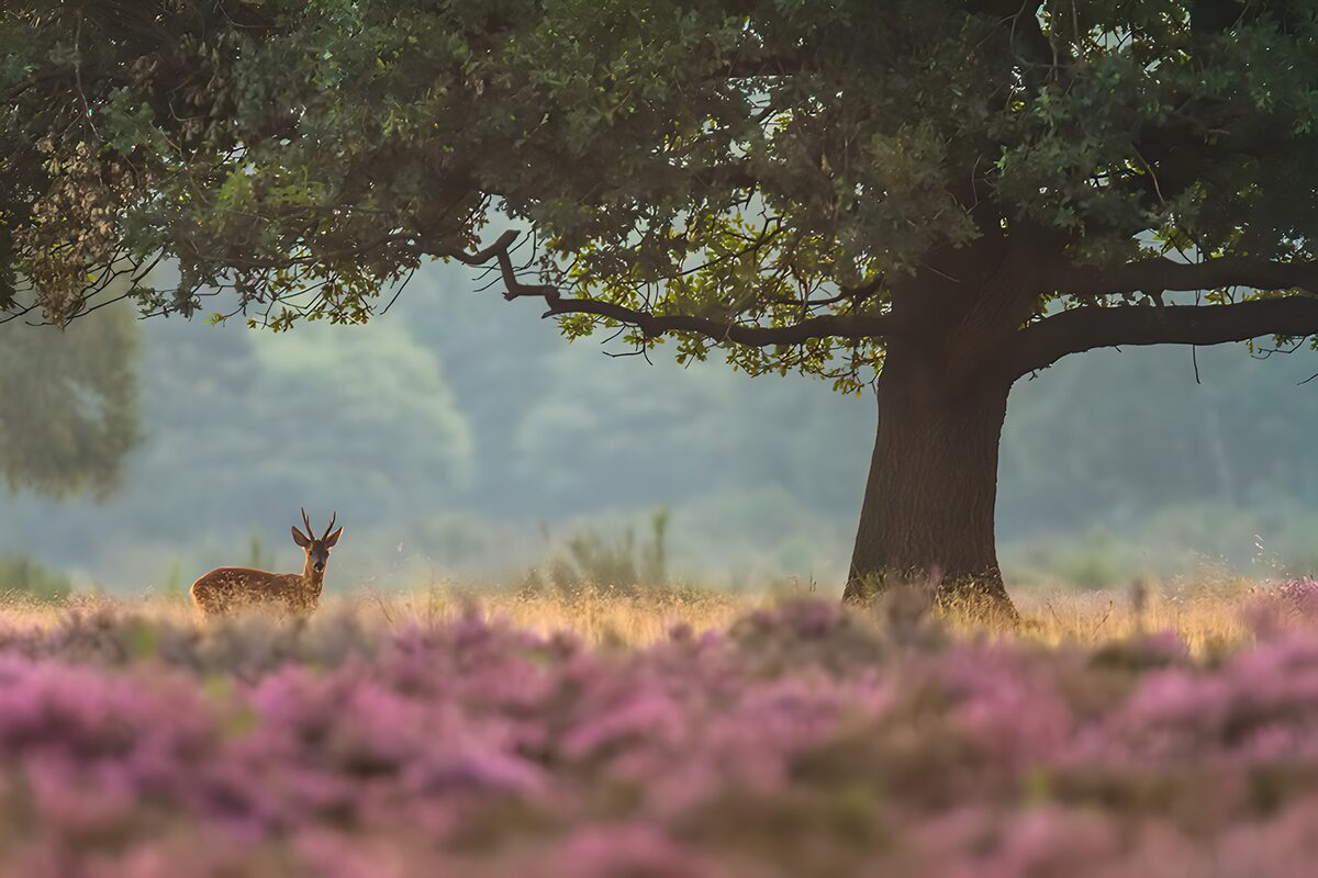 Hert onder een grote boom op de heide
