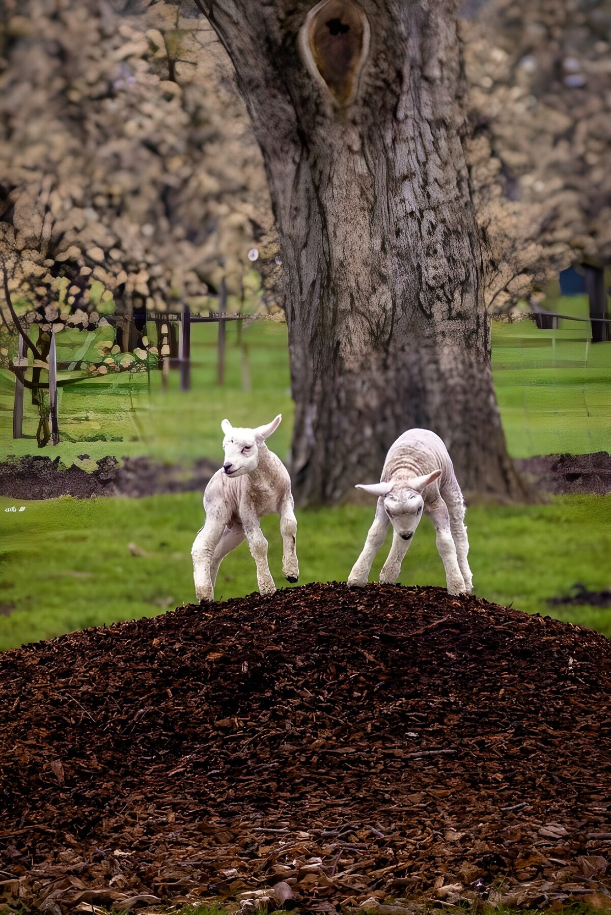 Twee lammetjes bij een grote boom