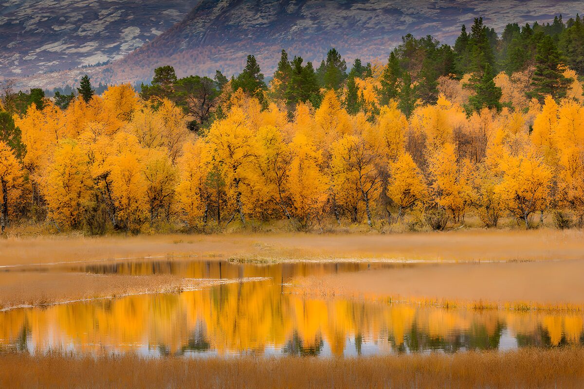 Gouden herfstbos aan stil water