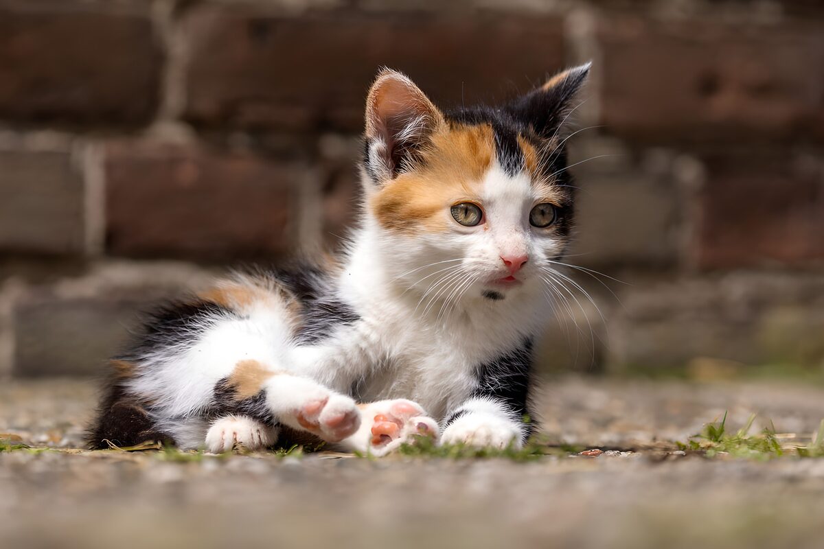 Driekleurig kitten op de stoep