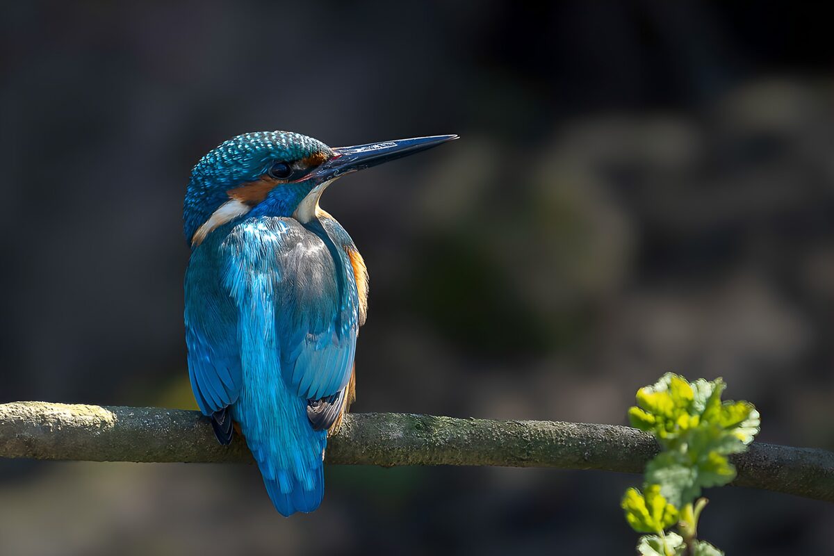 IJsvogel op een tak in het zonlicht