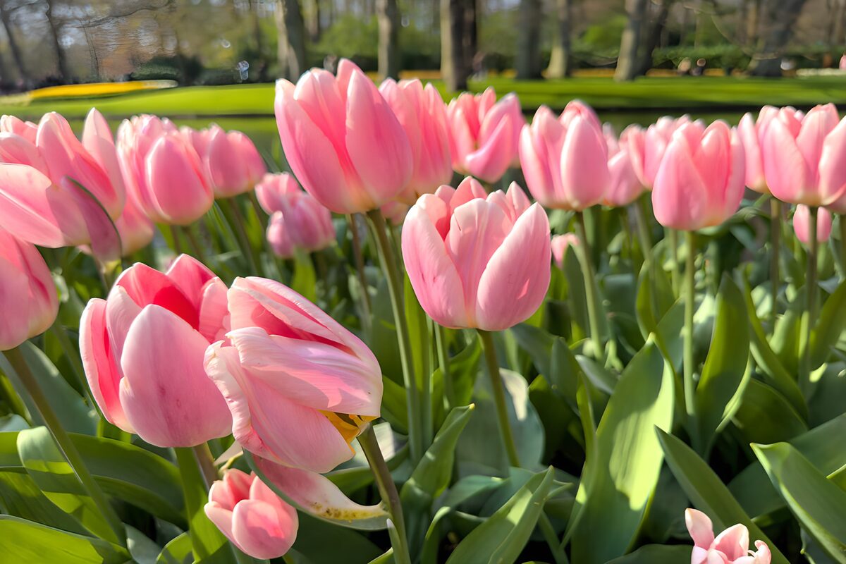 Tulpen vangen het lentelicht