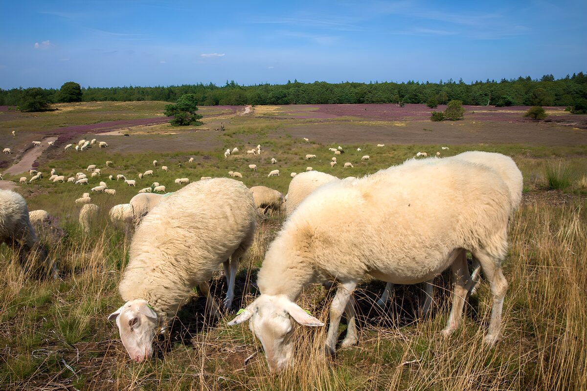 Grazende schapen op de paarse heide