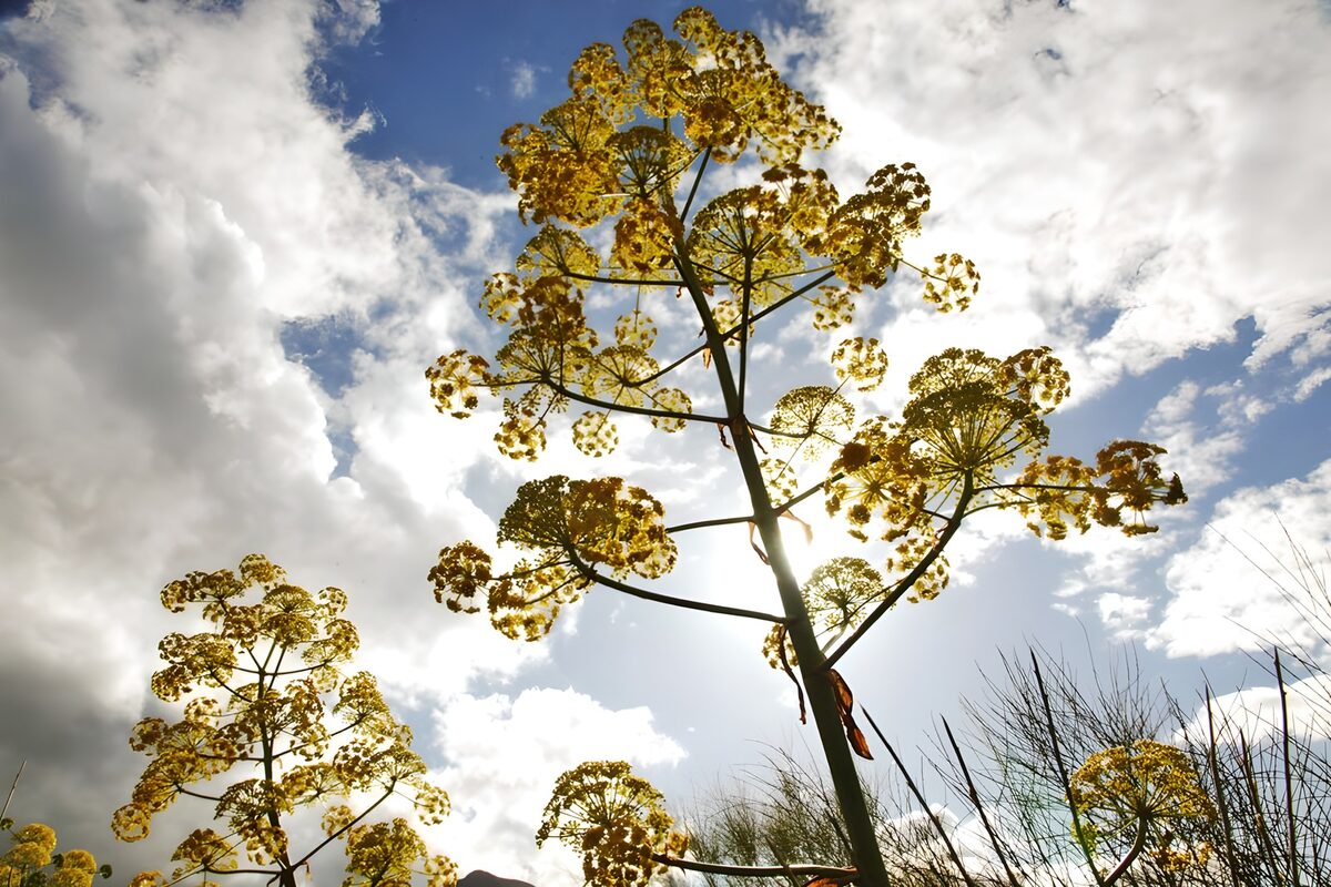 Gele bloemschermen in tegenlicht