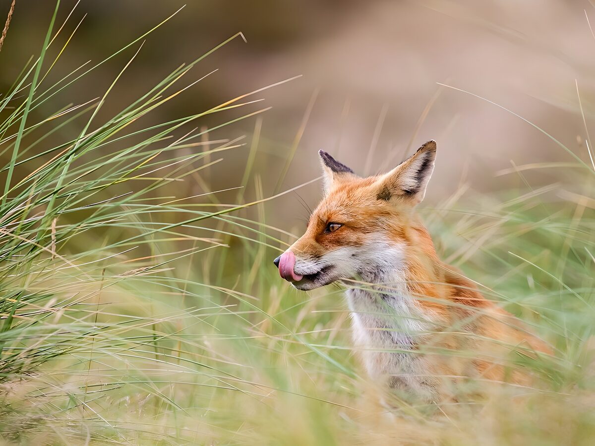 Rode vos tussen het hoge gras