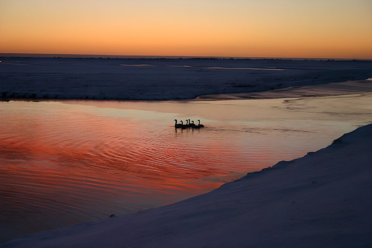 Watervogels in een winterse zonsondergang
