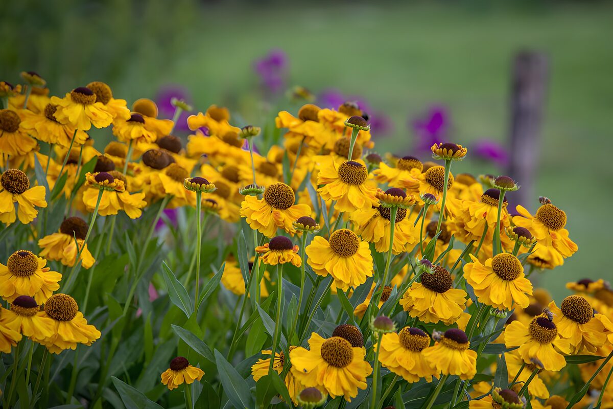 Gele bloemen met warme bruine harten