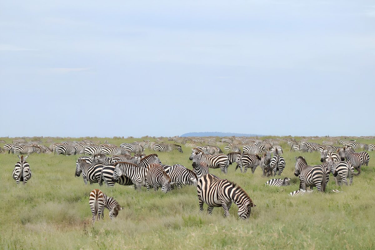 Grazende zebra's op de groene vlakte