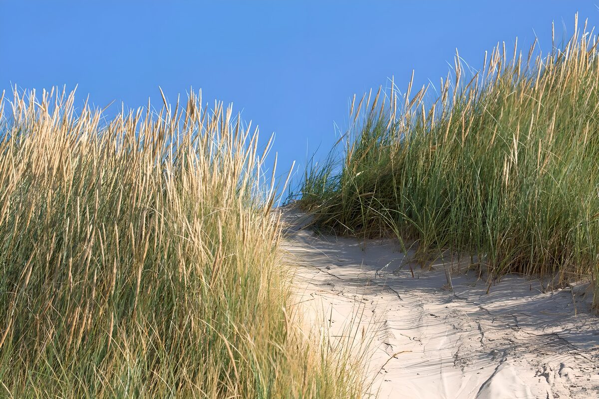 Zonnig duinpad tussen het gras