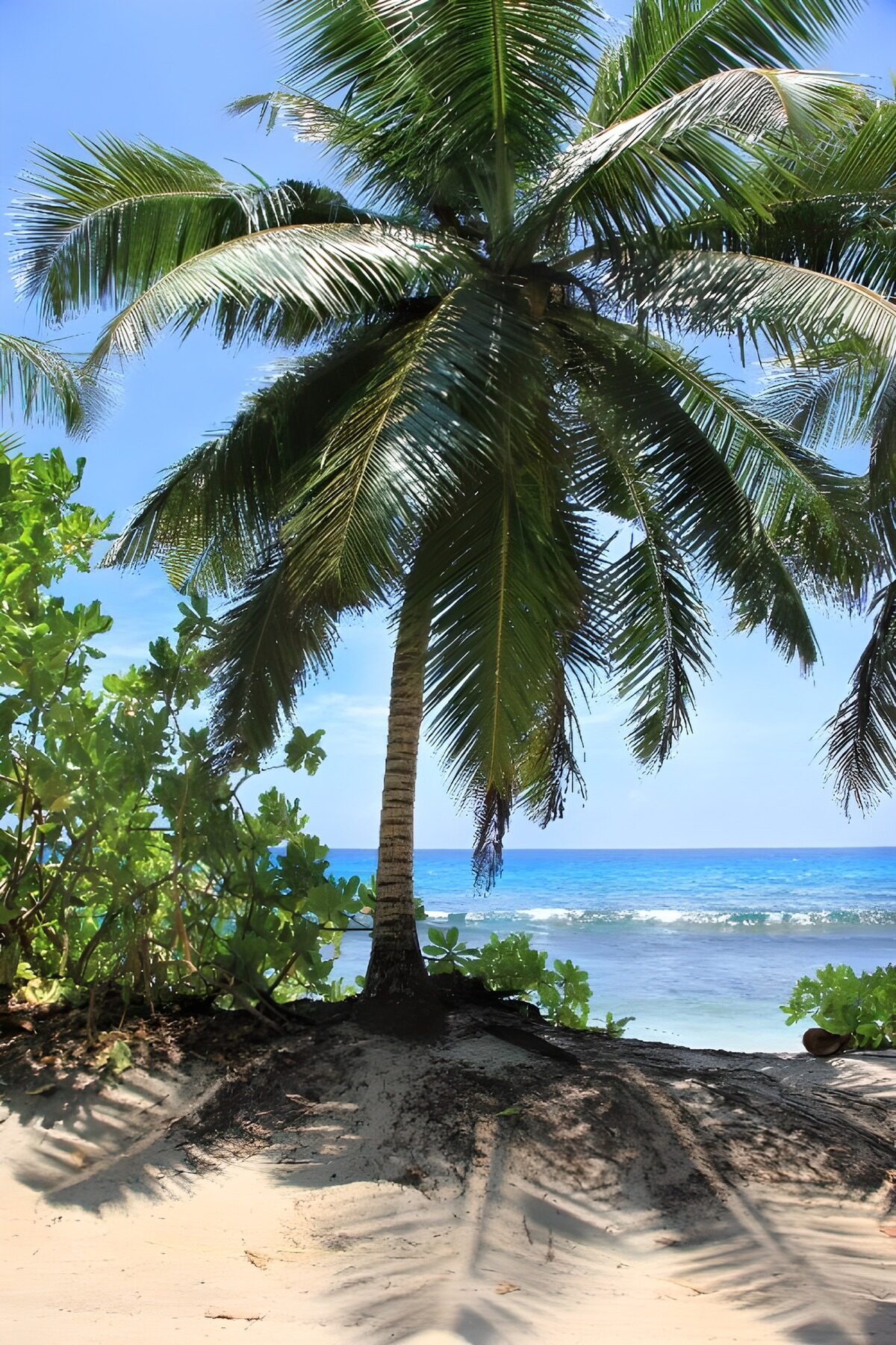 Palmboom aan een zonnige turquoise kust