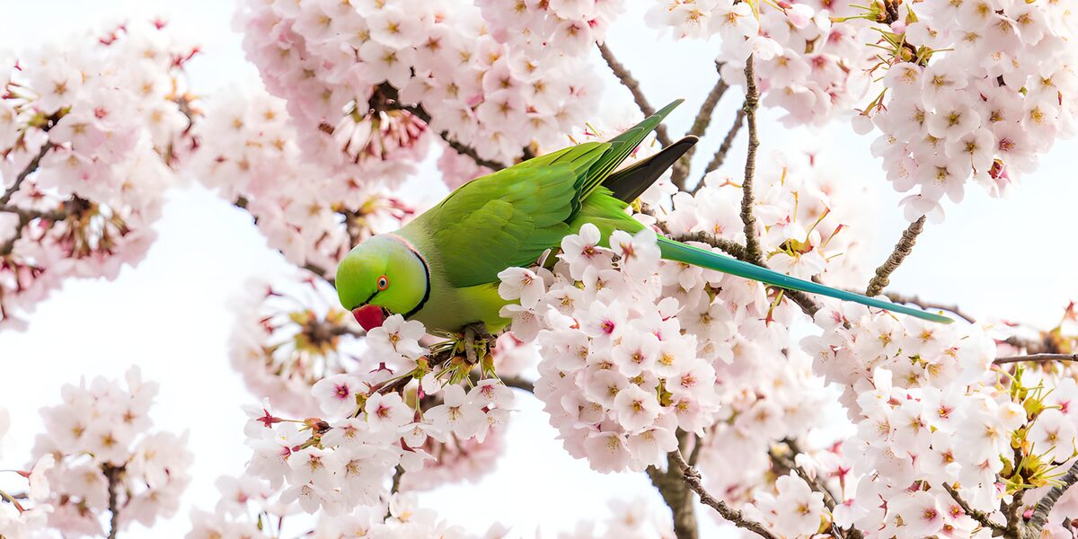 Groene parkiet in roze kersenbloesem