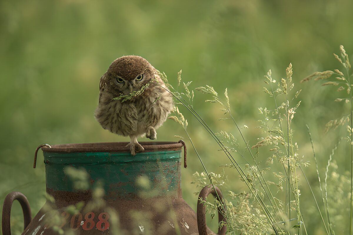 Kleine uil op een verweerde melkbus