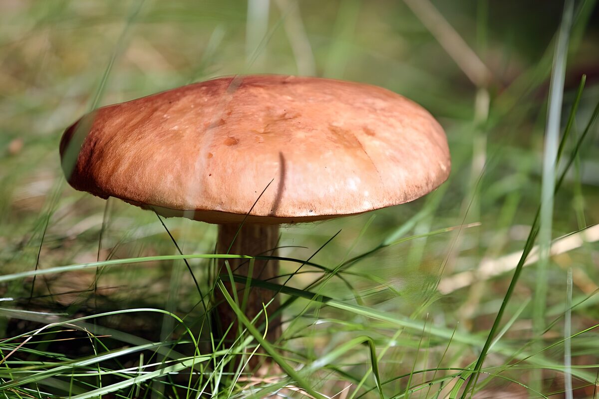 Bruine paddenstoel tussen zonnig gras