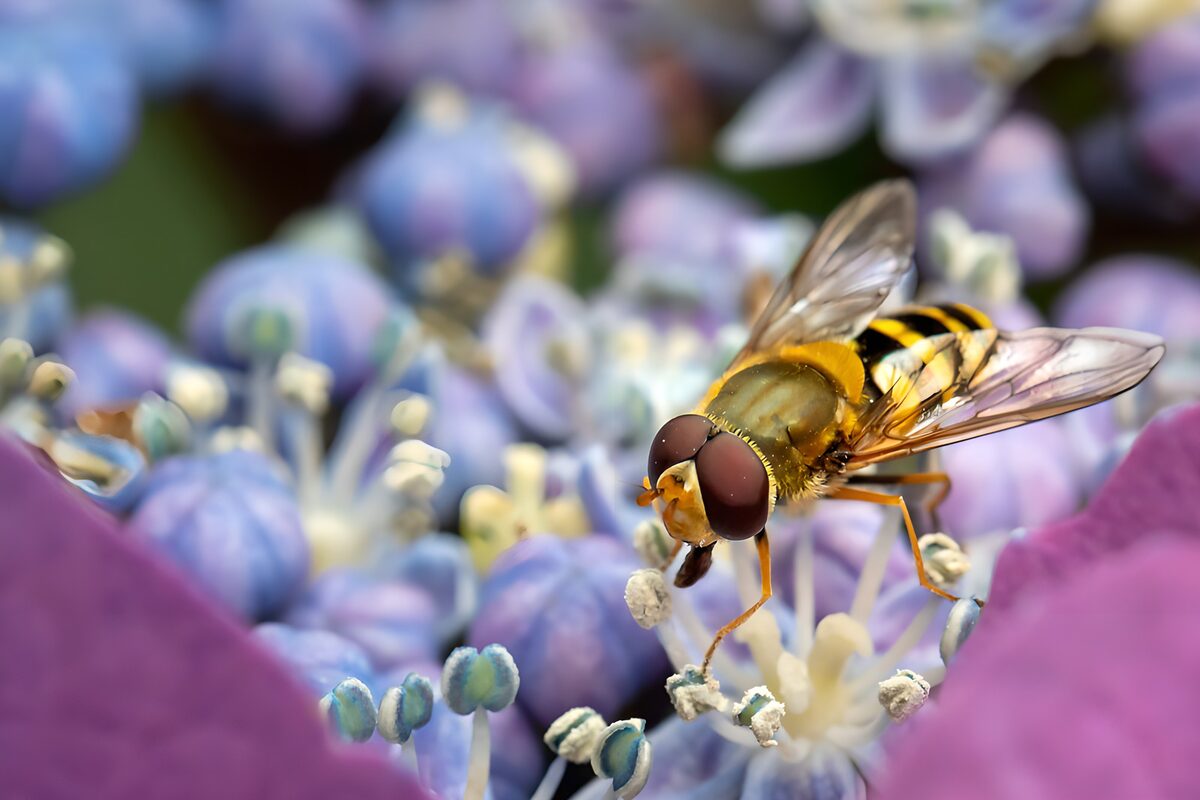 Zweefvlieg op een paarsblauwe bloem