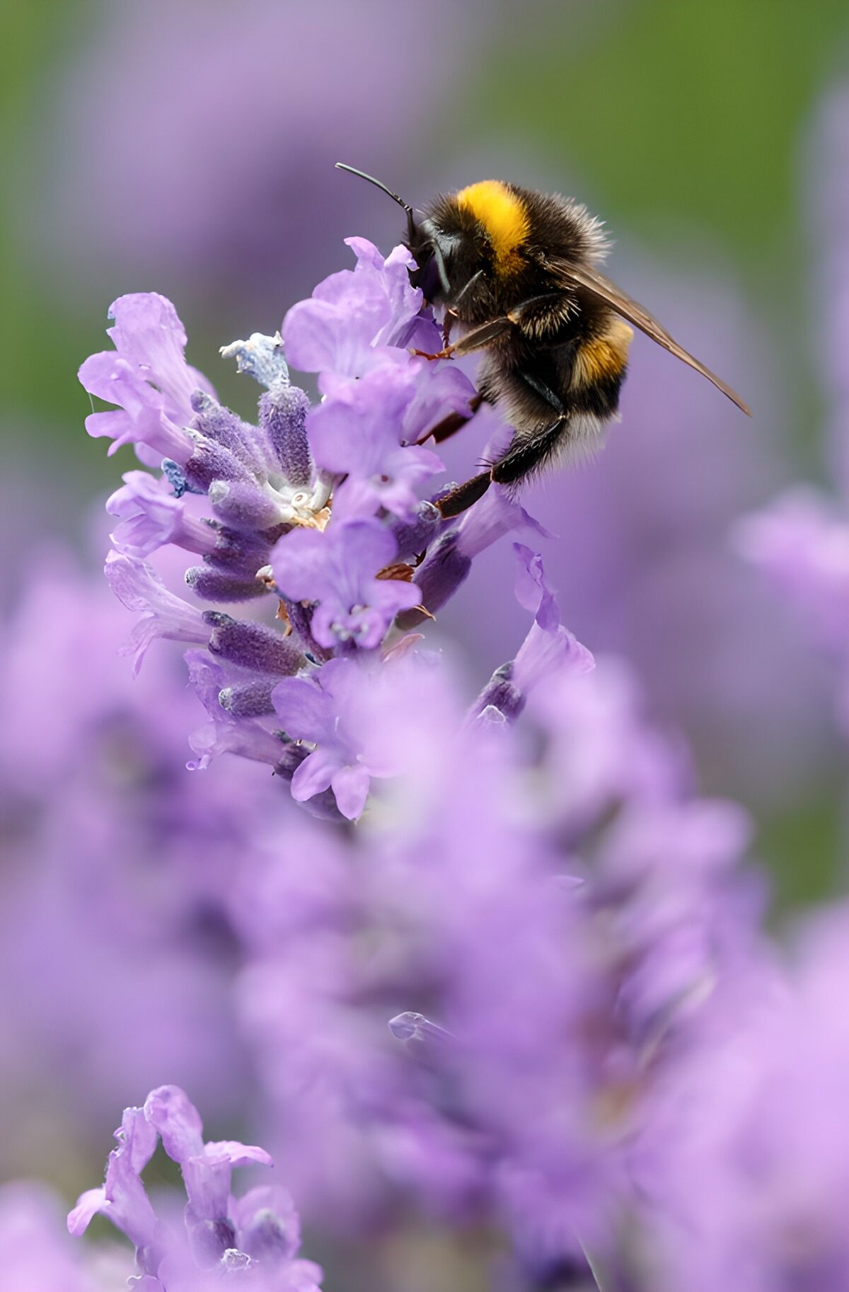 Hommel op paarse lavendel