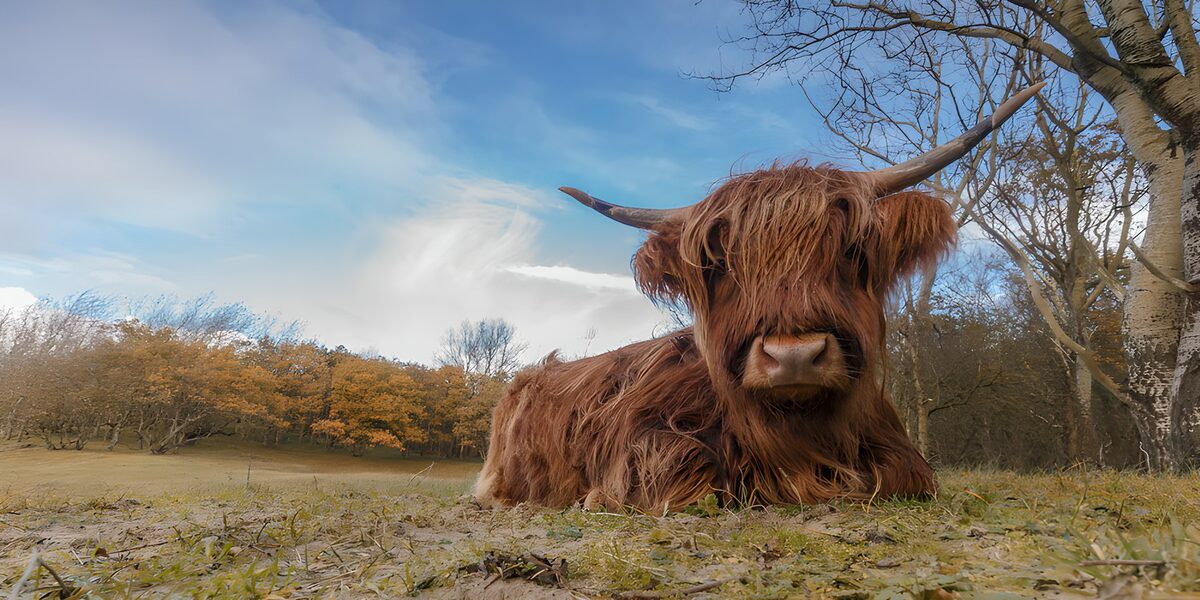 Schotse hooglander in de herfstweide