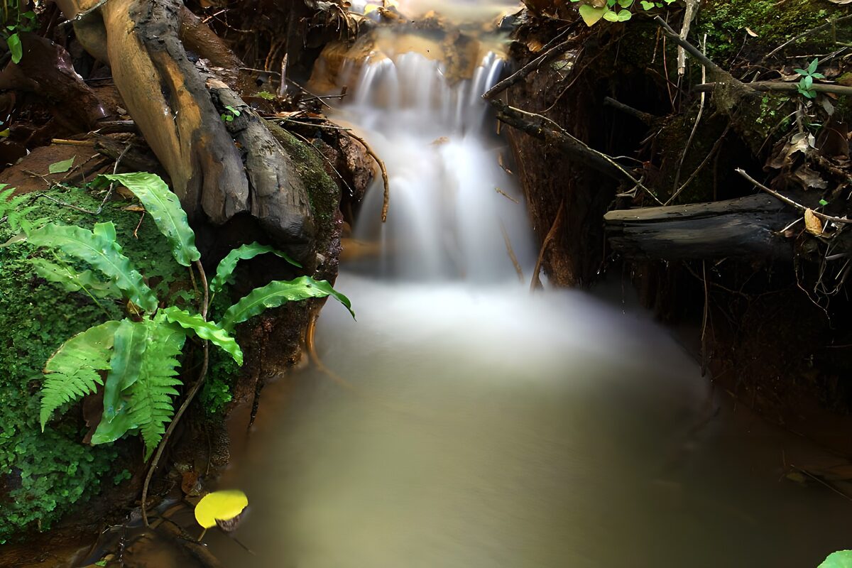Kleine waterval tussen wortels en varens