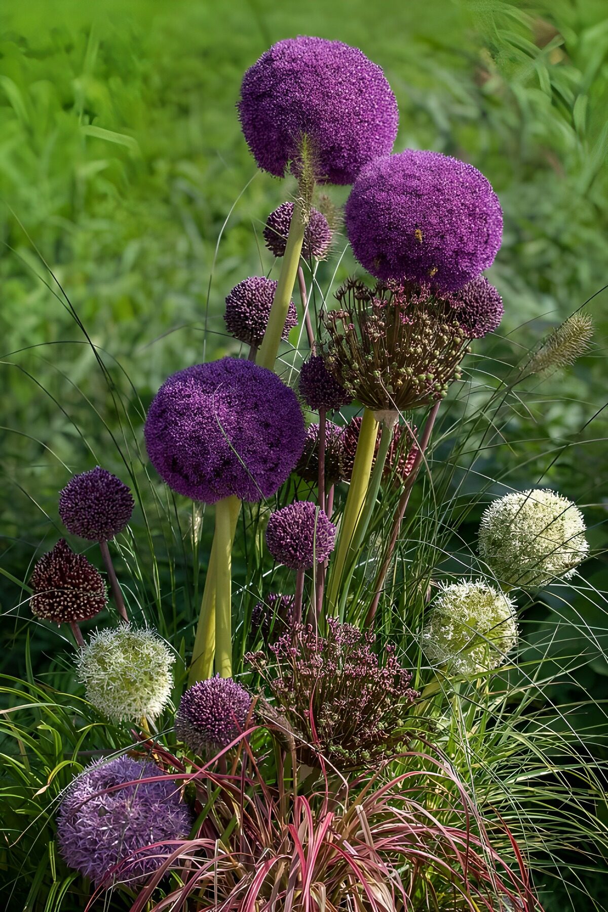 Paarse bollen boven een zee van groen