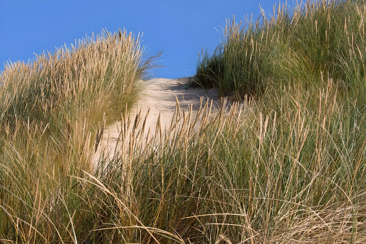 Zandpad tussen hoog duingras