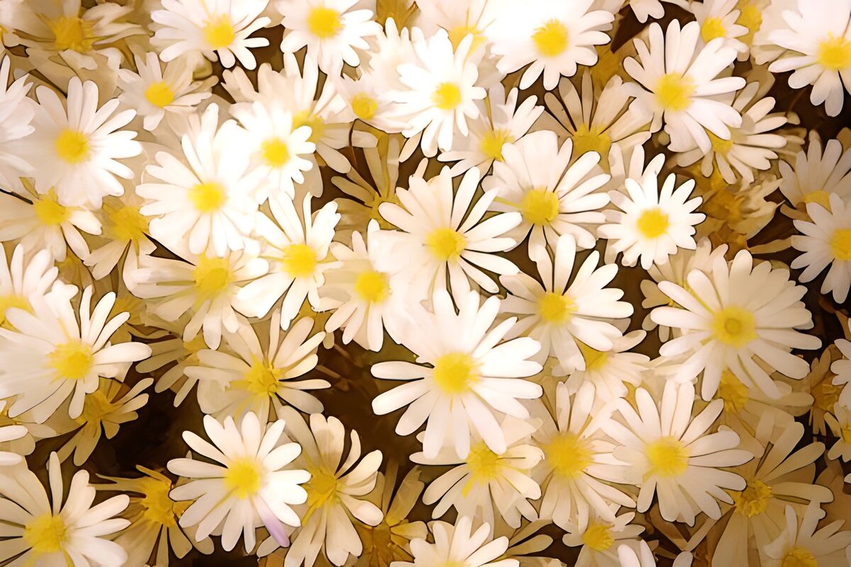 Witte bloemen in warm licht