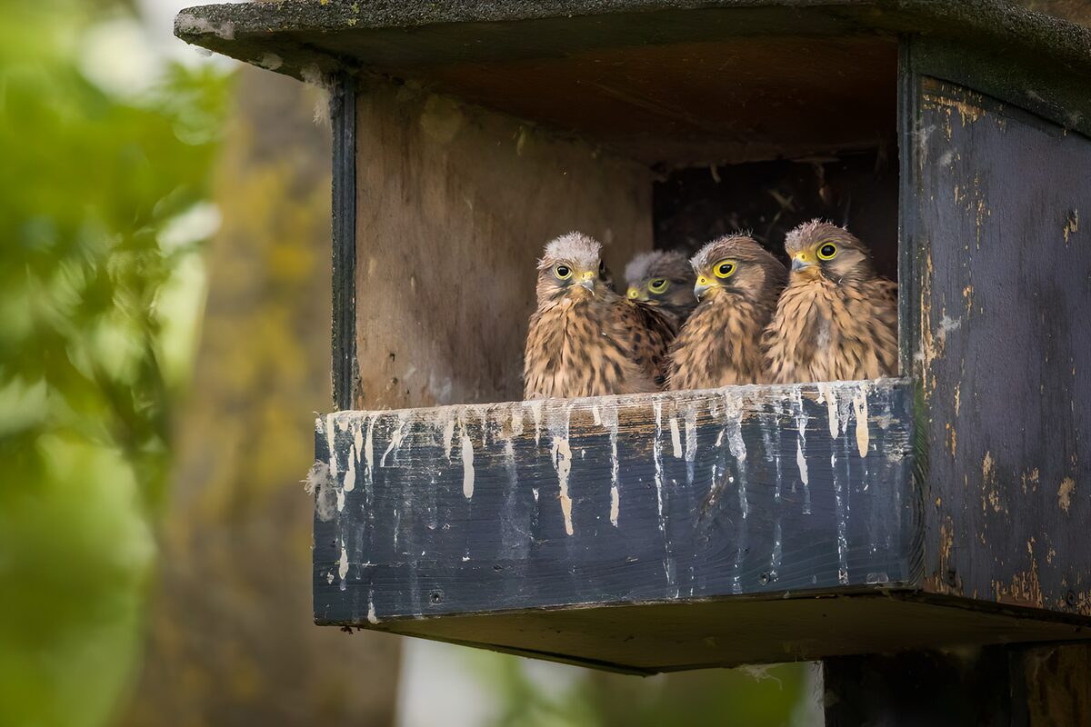 Vier jonge torenvalken, veilig in de kast