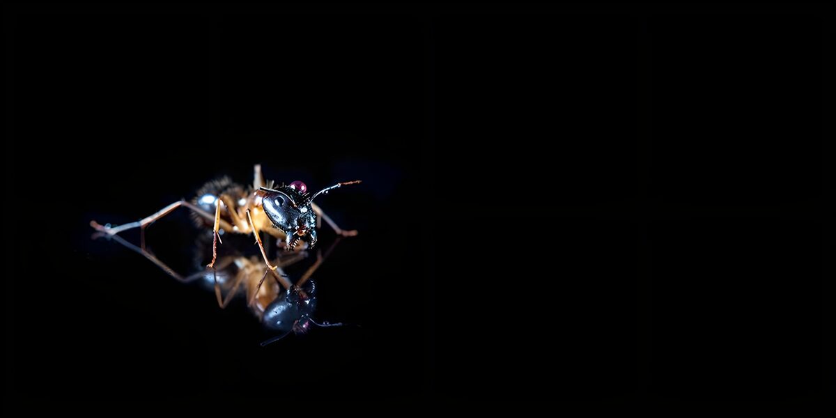 Glanzende mier met spiegelbeeld