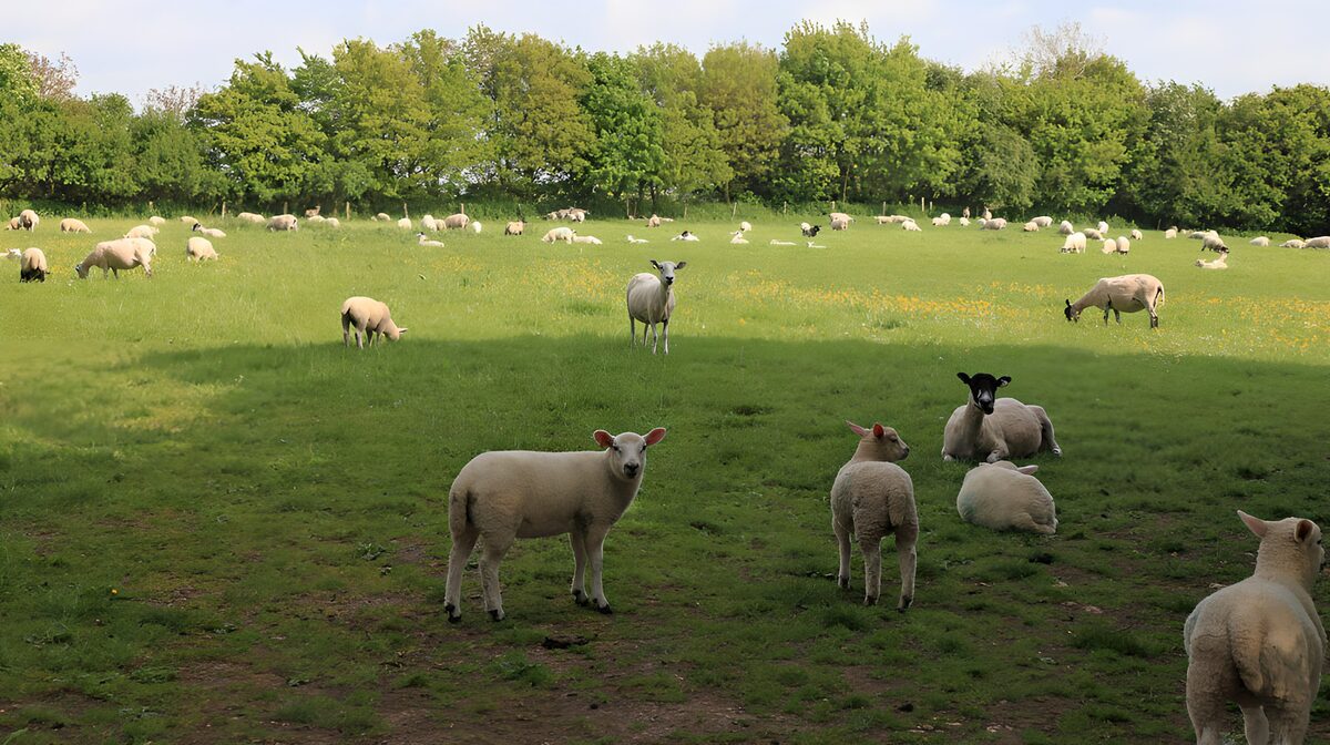 Schapen in een zonovergoten weide