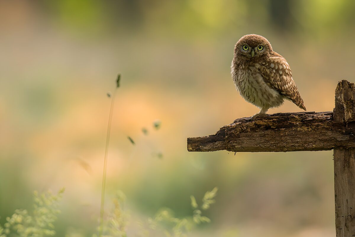 Steenuil op verweerd hout