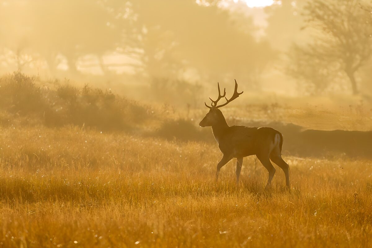 Hert in goudgeel gras