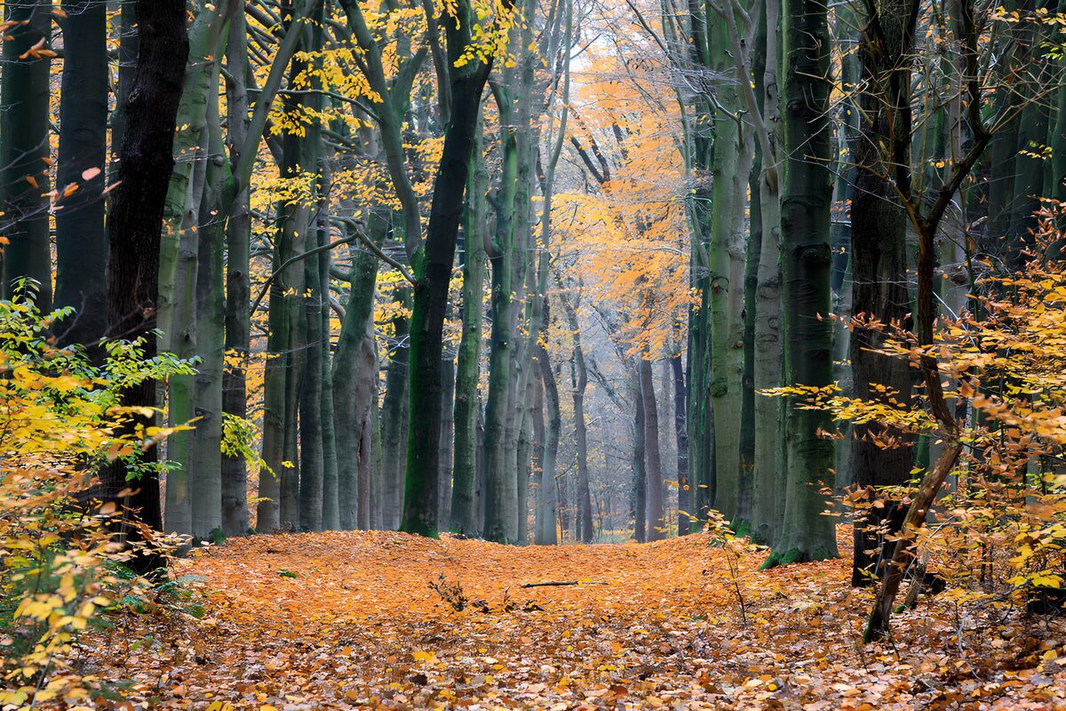 Herfstlaan tussen hoge bomen