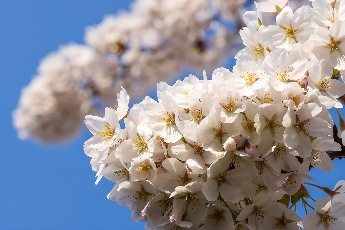 Witte bloesemtak in de lentezon