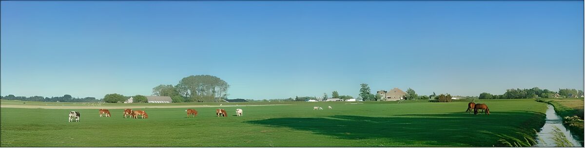 Koeien en paarden in de zonnige weide