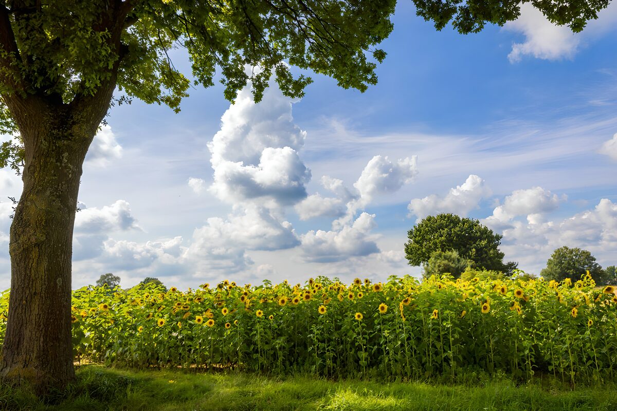 Zonnebloemen onder een zomers bladerdak