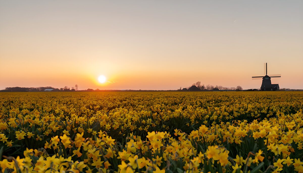Narcissenveld met molen bij zonsondergang