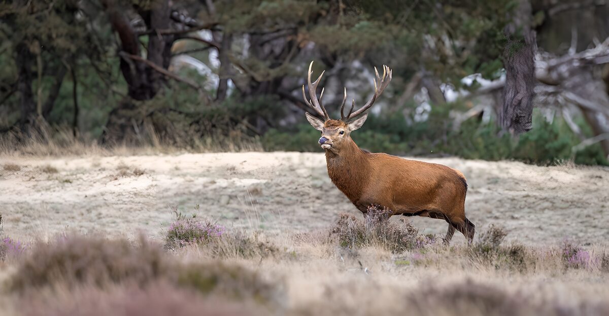 Edelhert op de zandige heide