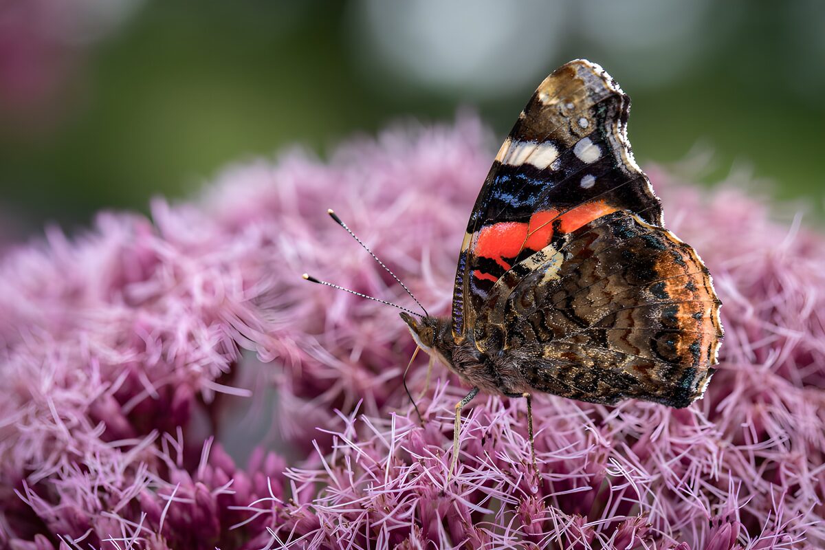 Atalanta op roze bloemen