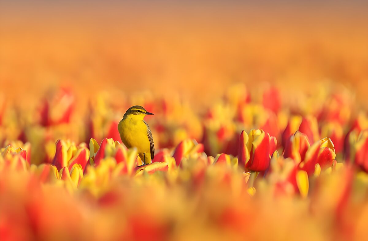 Gele vogel tussen rood-gele tulpen