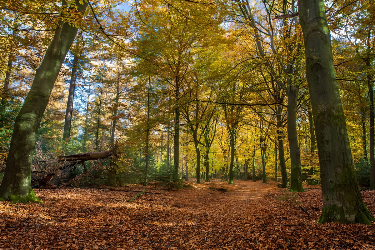 Herfstpad onder goudgele bomen