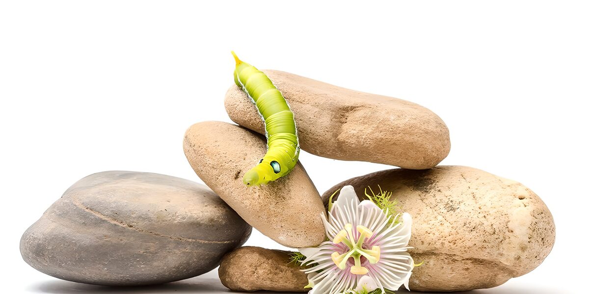 Groene rups en passiebloem tussen keien