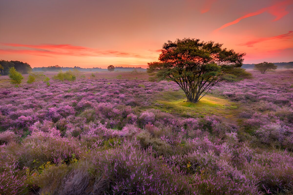 Paarse heide onder een roze lucht