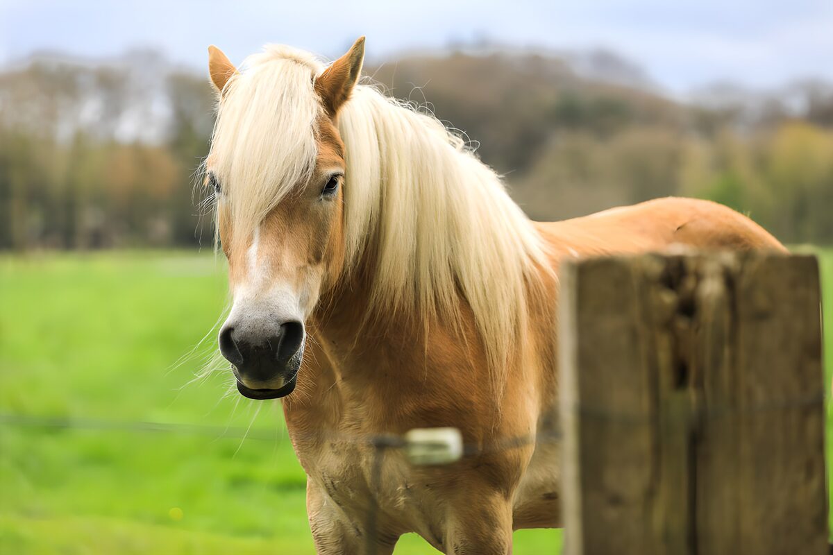 Bruin paard met blonde manen