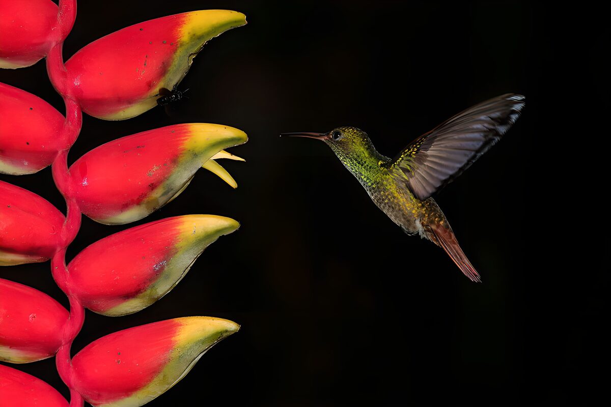 Kolibrie bij rood-gele heliconia