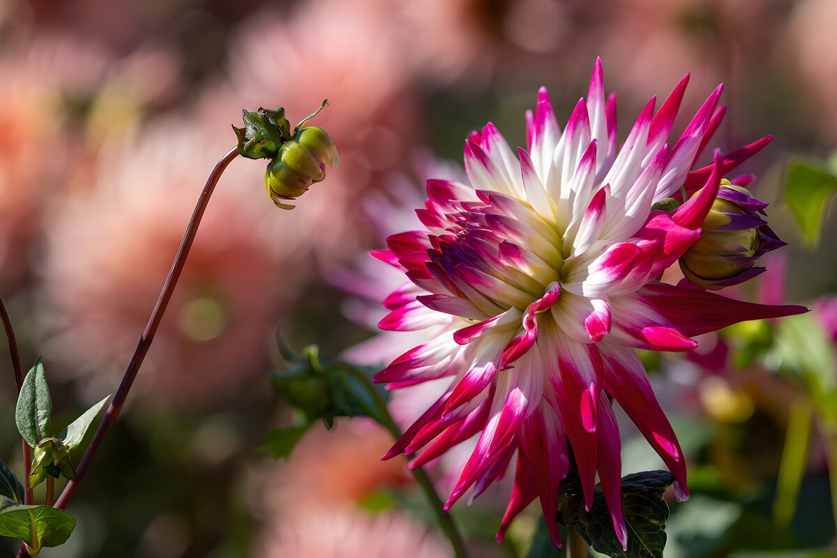 Roze-witte dahlia in het zonlicht