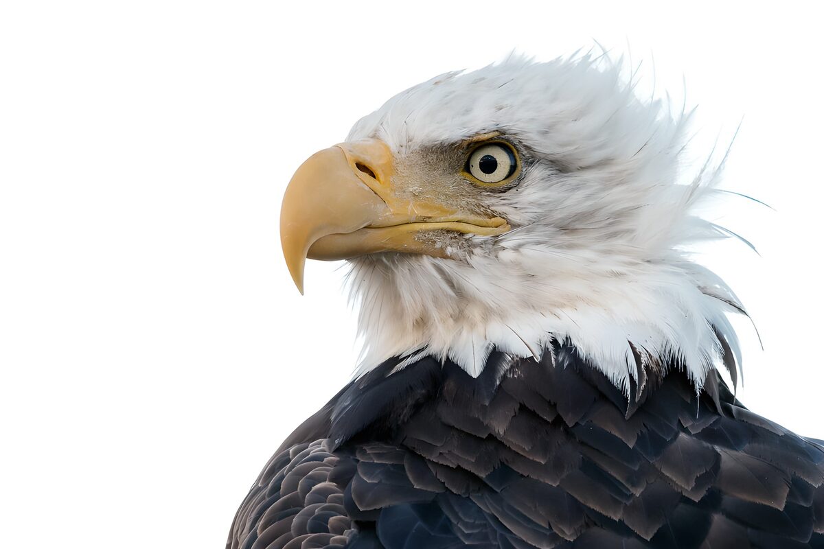 Amerikaanse zeearend in scherp profiel