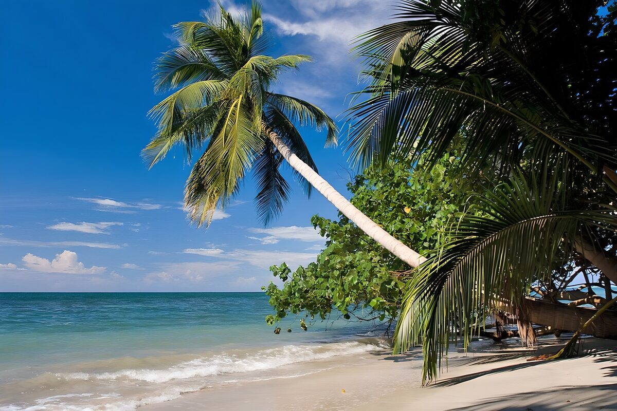 Schuine palm aan een zonnig strand