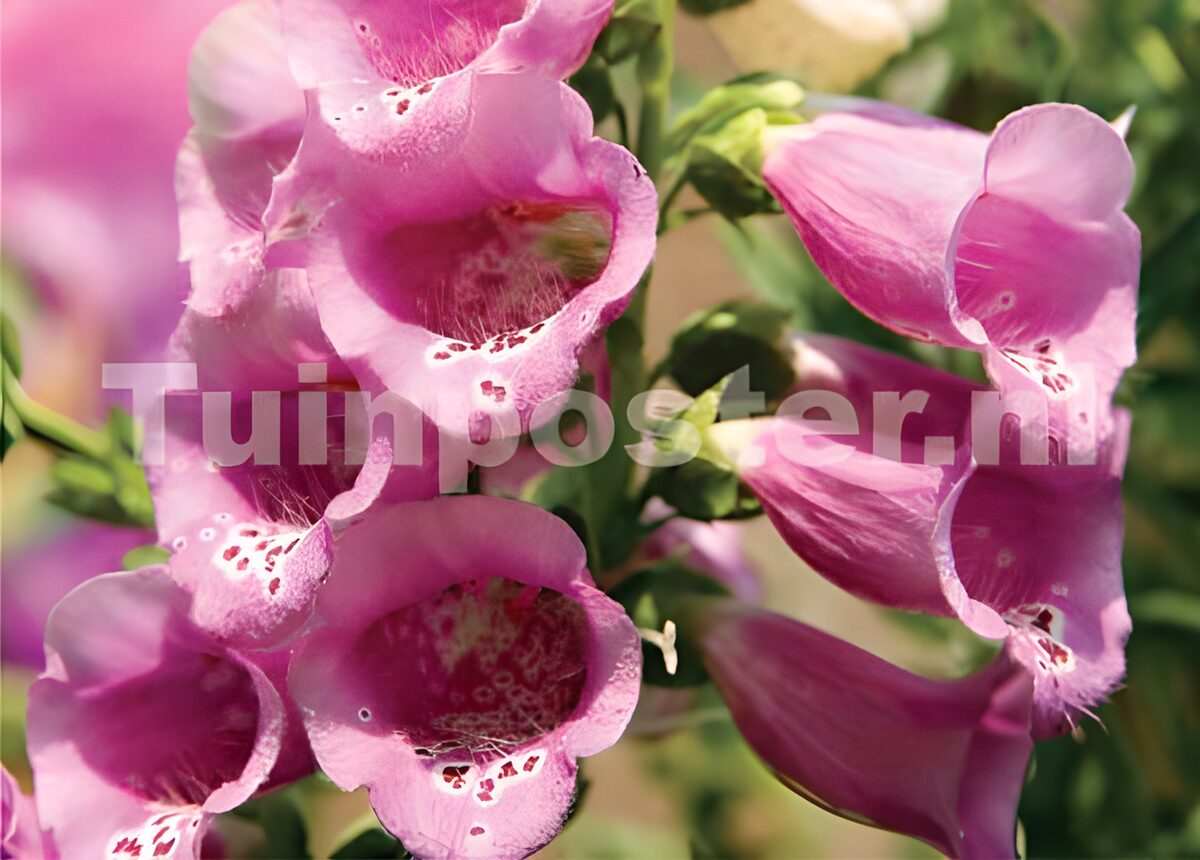 Roze vingerhoedskruid in het zonlicht