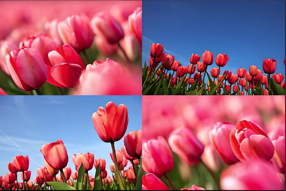 Roze en rode tulpen in vier beelden