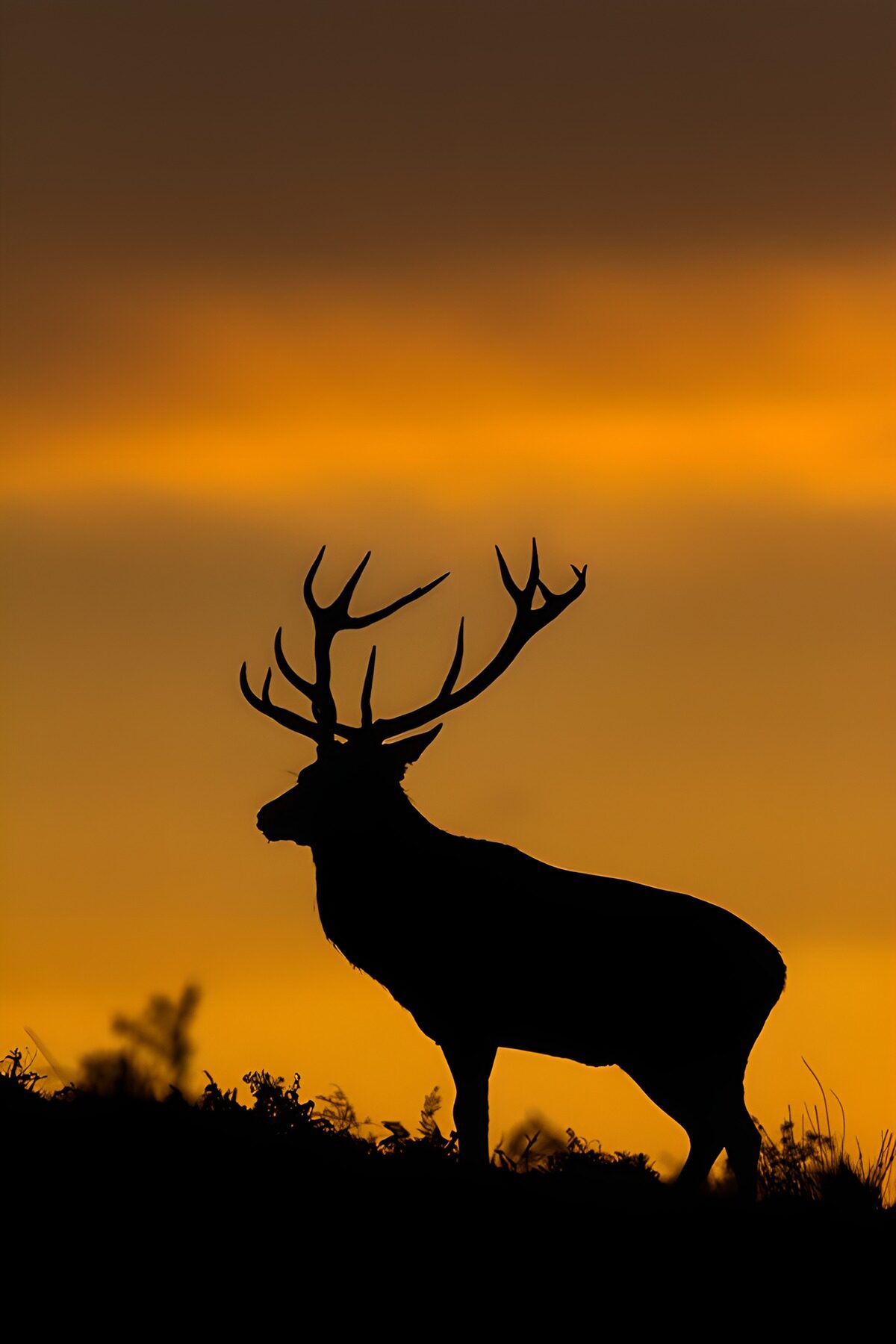 Hertensilhouet bij zonsondergang