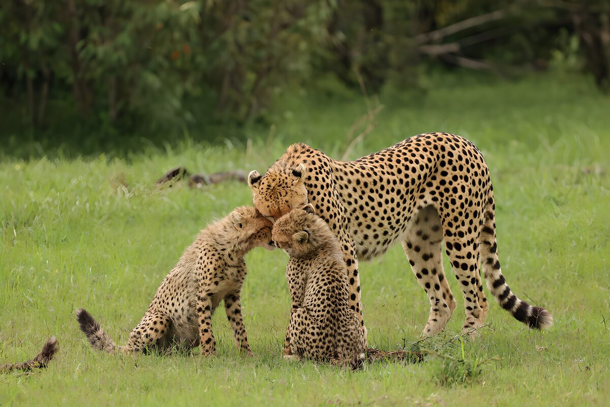Cheeta met twee welpen in het groen